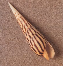 seashell